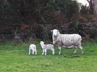 115471 115471 Plus 0.25 weaning rate