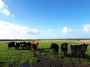 Cows carrying Twins Cows carrying Twins