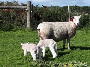 Maternal Composite infused Nudie ewe