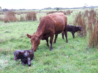 Red Twinner Calves Orange 3043 with Red Twinner Calves