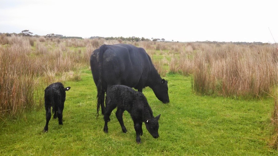 1/2 bred Twinner x Angus Cow with 3/4 bred Twinner bull calves