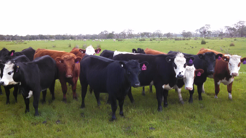 2015 drop PTIC heifers @ 110% pregnancy scanning rate