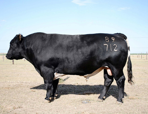 MARC Twinner Bull 89712, Twinning rate 65%