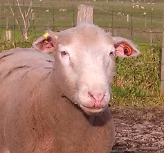 Poll Dorset ram