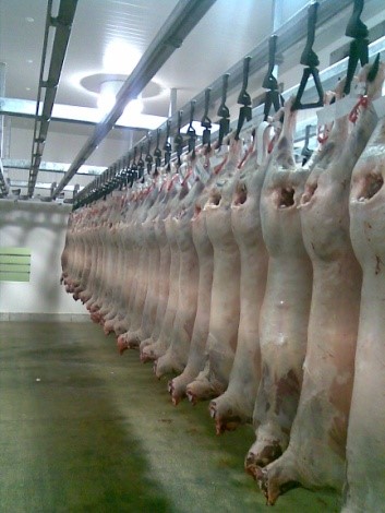 Terminal Lamb Carcasses Terminal Lamb Carcasses