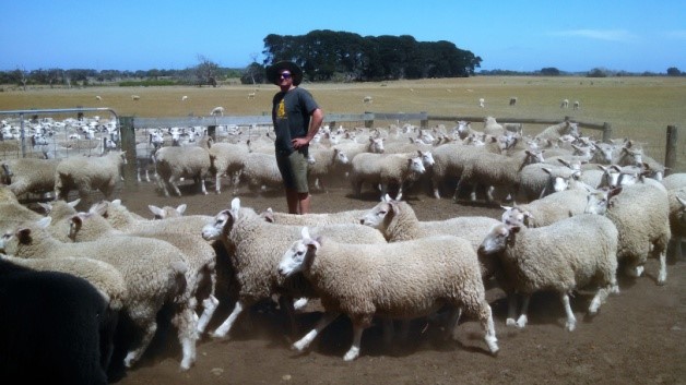 Terminal x Maternal lambs Terminal x Maternal lambs