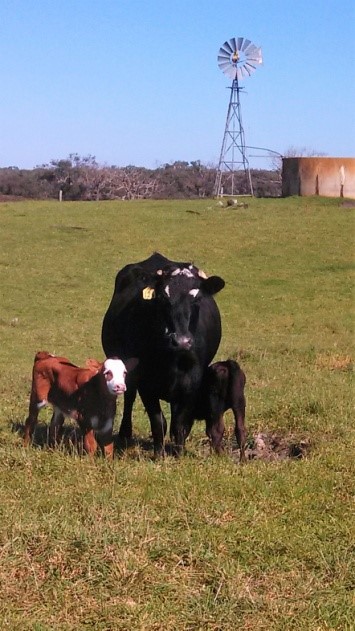 Cow and twins Cow and twins