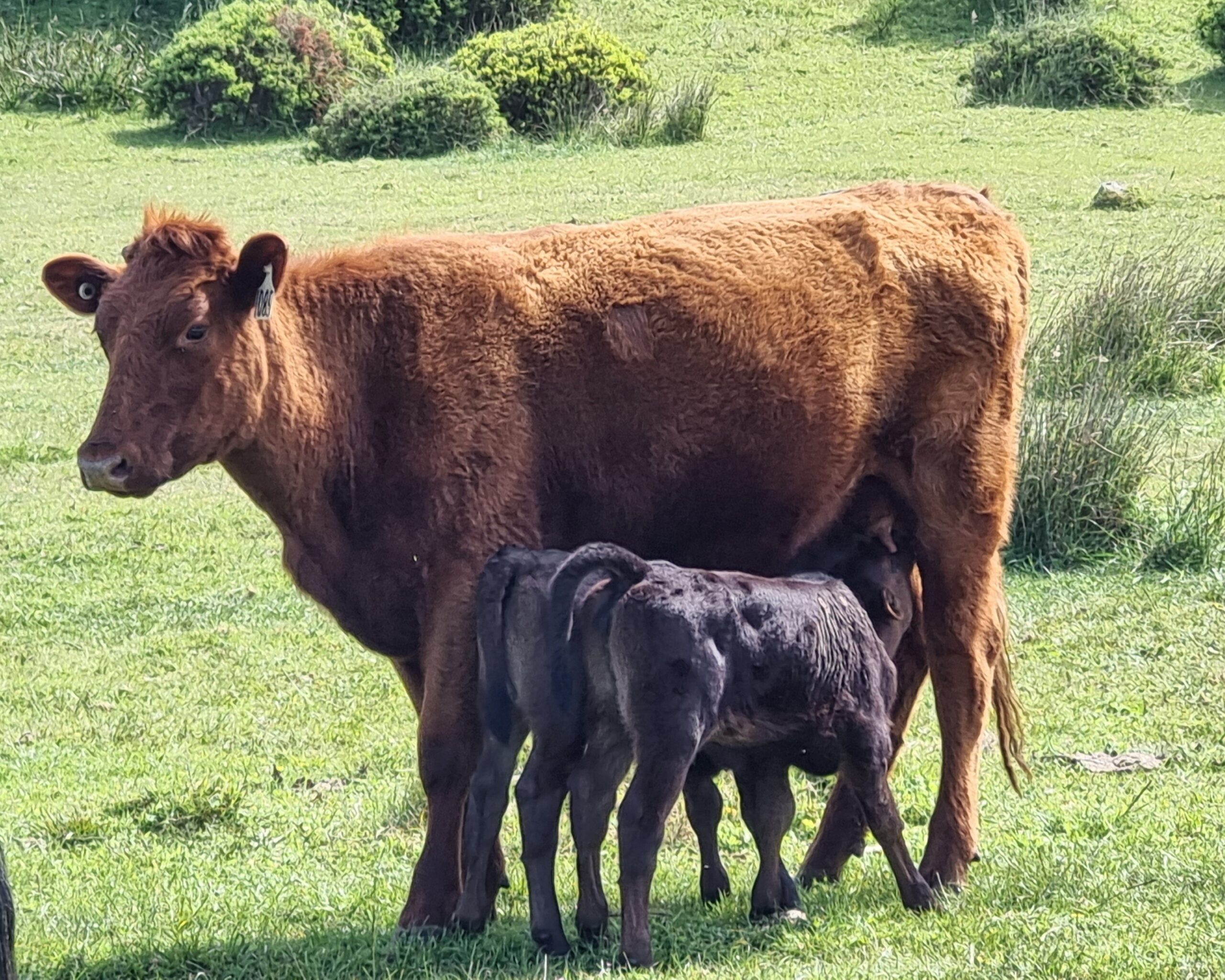 1 Cow with Twins 1 Cow with Twins