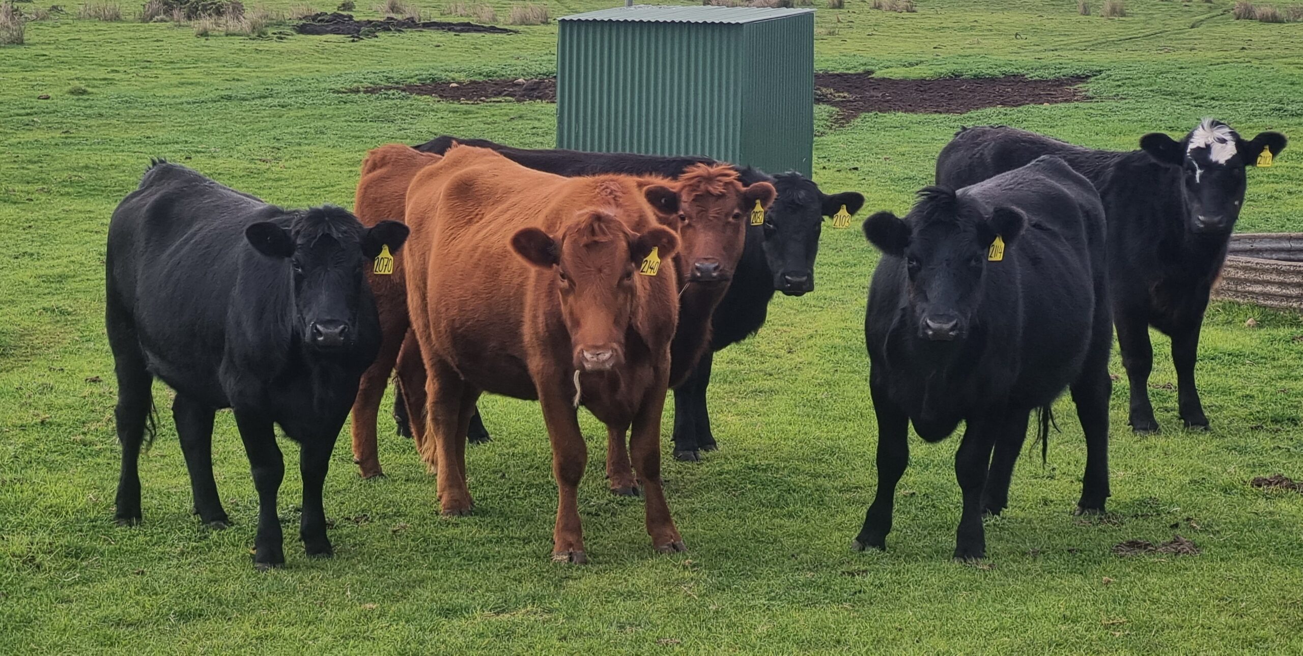 heifers 20240718_112440